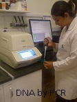 pcr
