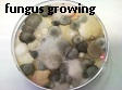 Fungus colonies